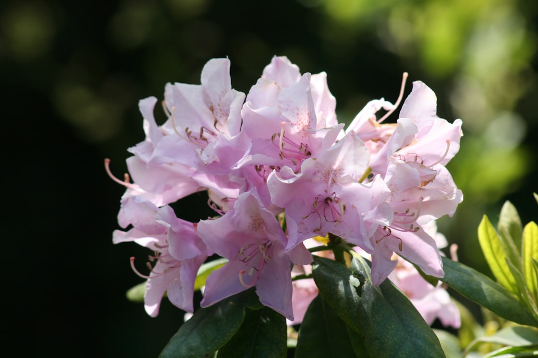 Azalea