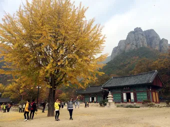 청송 주왕산 여행 코스 폭포 산책 주차 가을 단풍 포인트_5