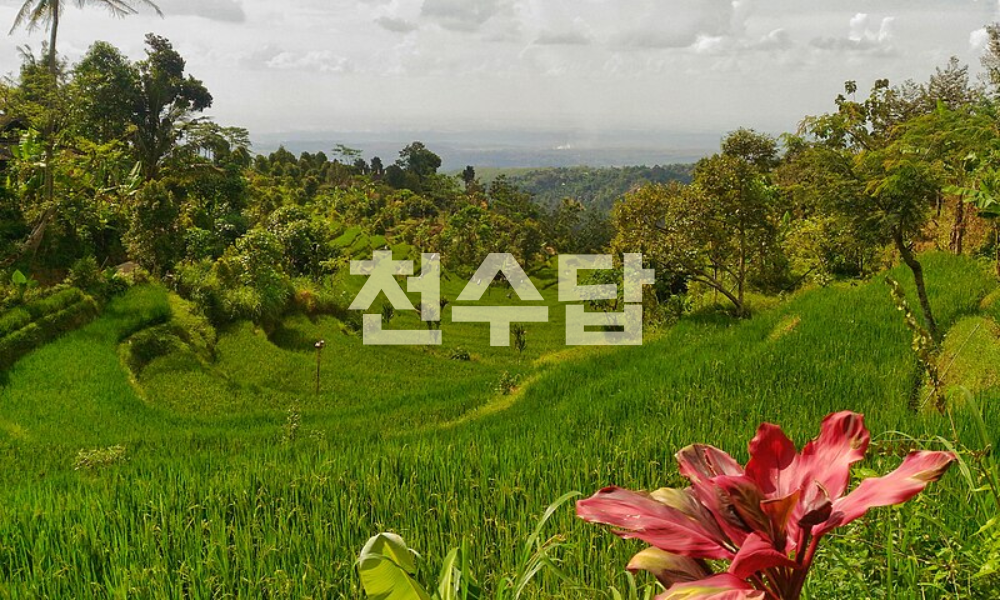 천수답