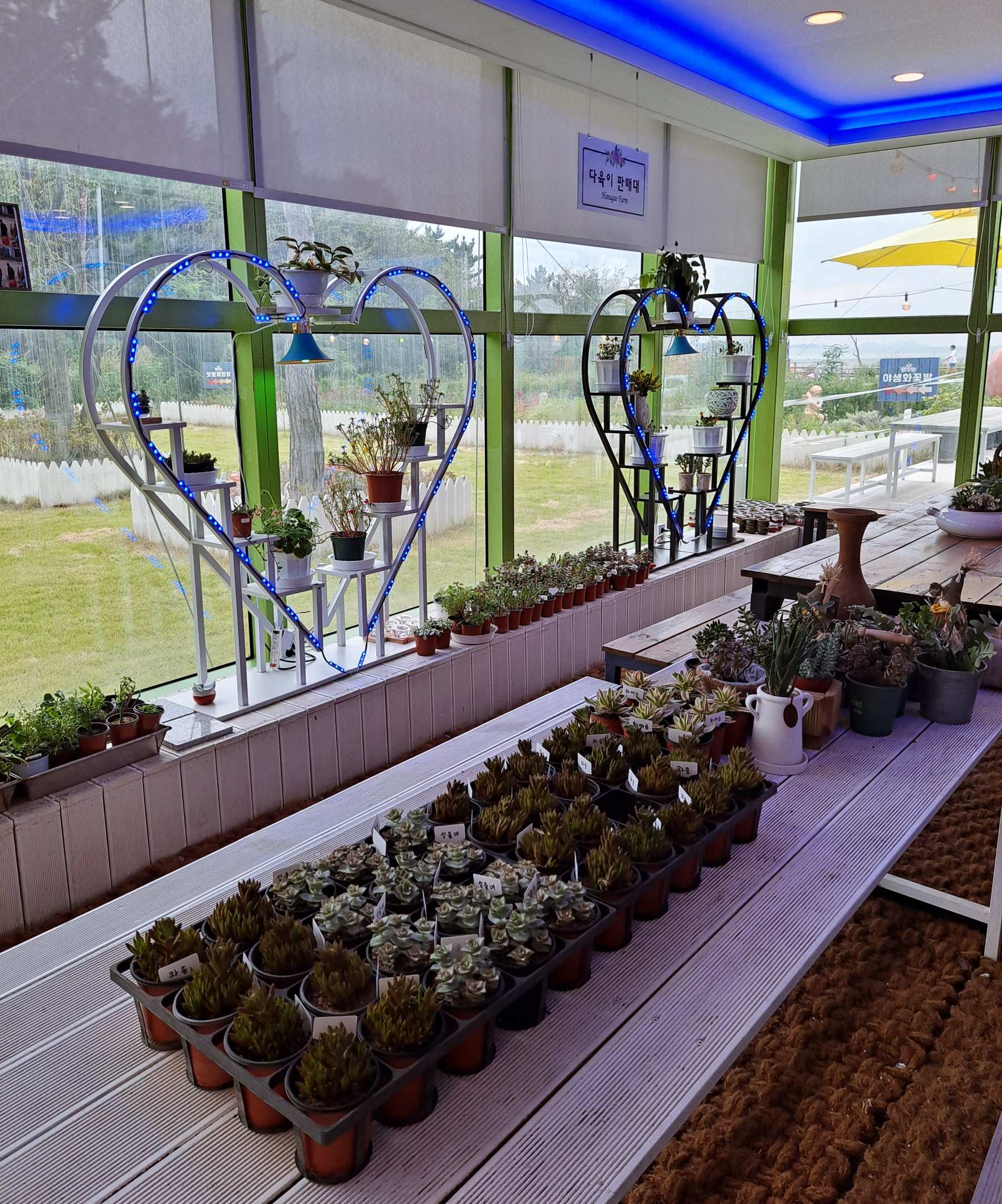 1층 창쪽 화분들
