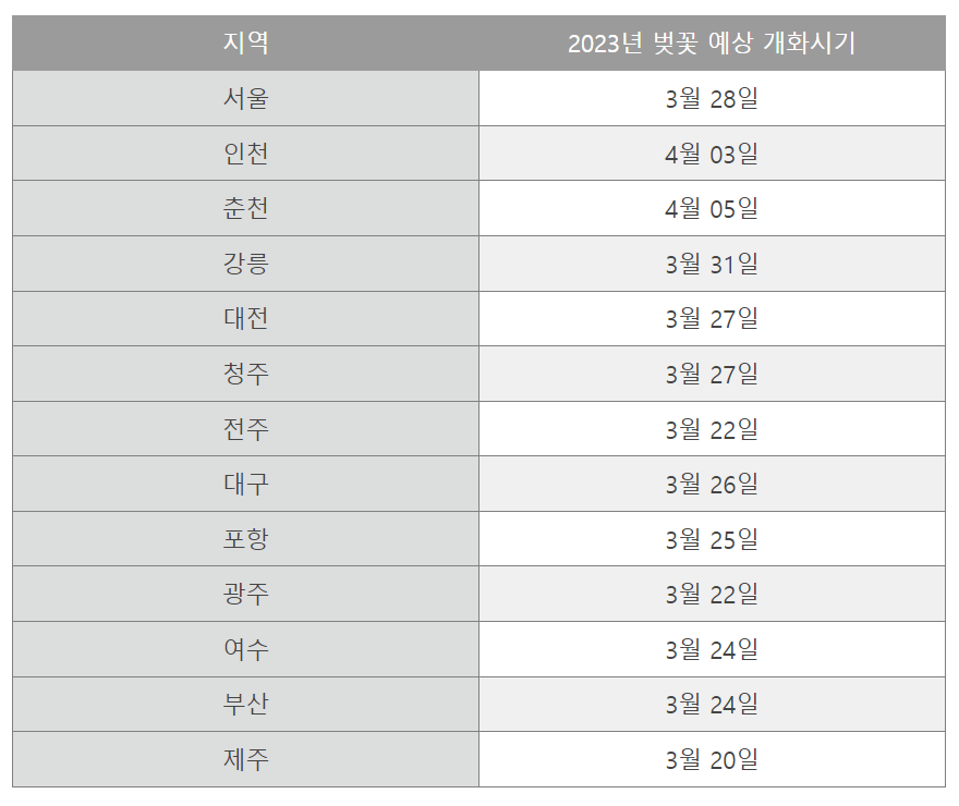 2023년 벚꽃 개화시기