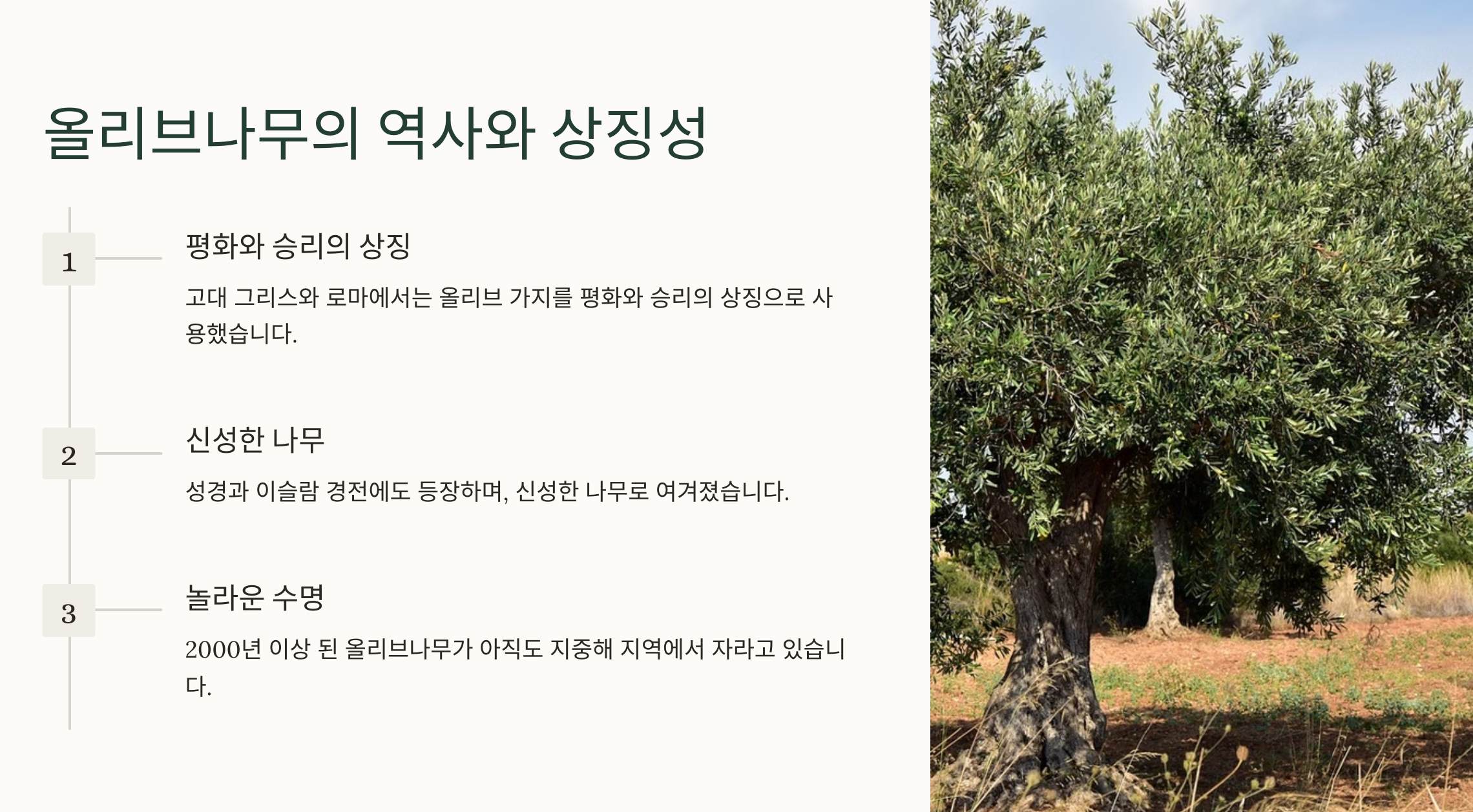 올리브나무