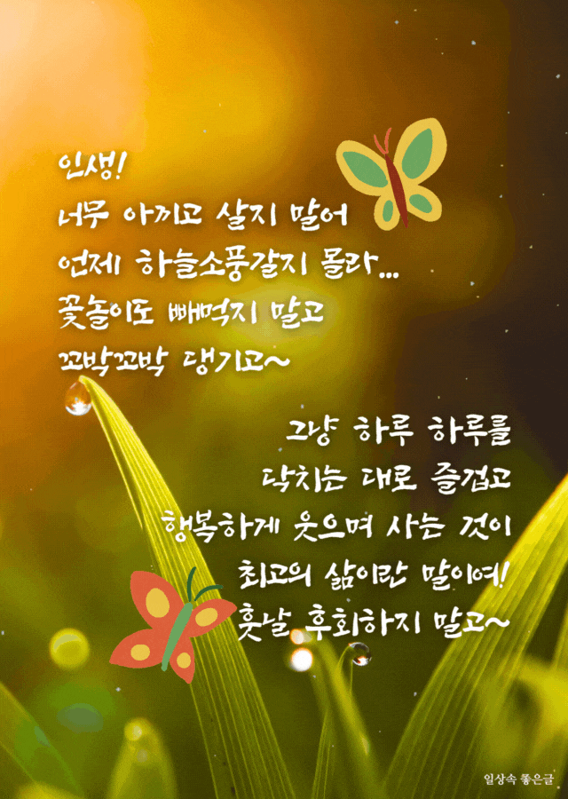 아침 이슬 맺힌 풀잎 위로 나비 그림과 인생 명언 문구가 적힌 따뜻한 감성 배경 이미지
