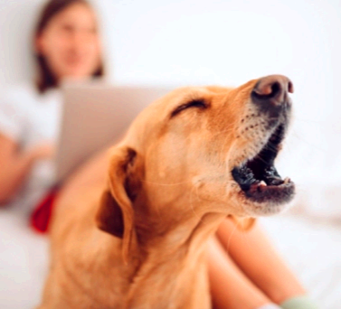 개는 왜 짖는가? 개짖는 다양한 이유 원인 | 아파트 개짖는소리 신고 방법