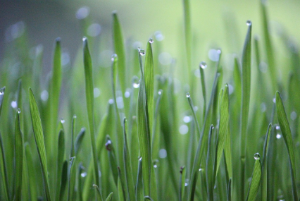 스마트팜 엔지니어: 농업을 자동화·디지털화하는 신세대 농부