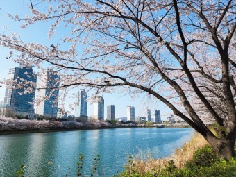 경주 벚꽃 실시간 개화상황