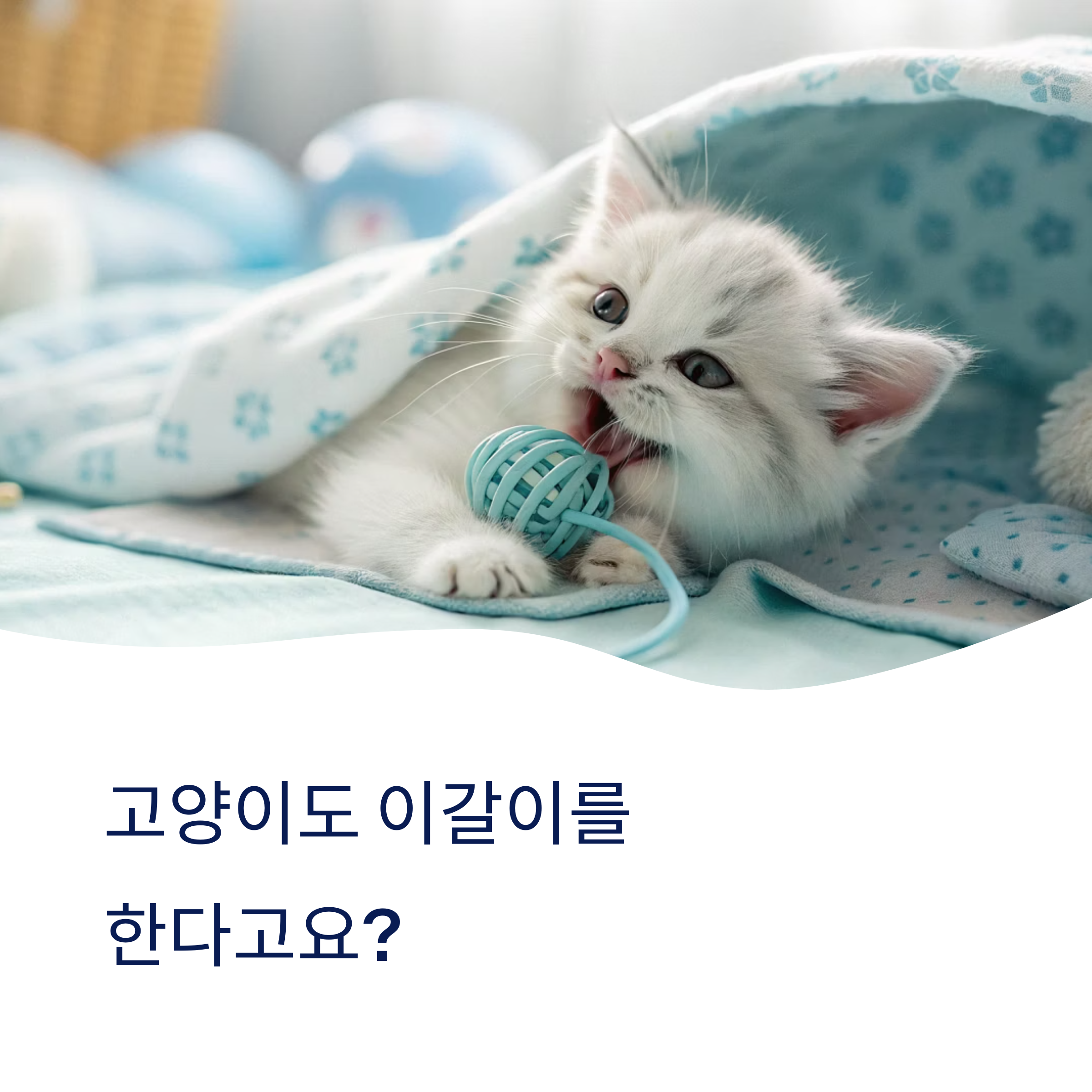 고양이 이갈이 시기와 관리법, 놓치면 생길 수 있는 문제들