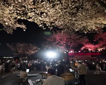 경주벚꽃축제_4