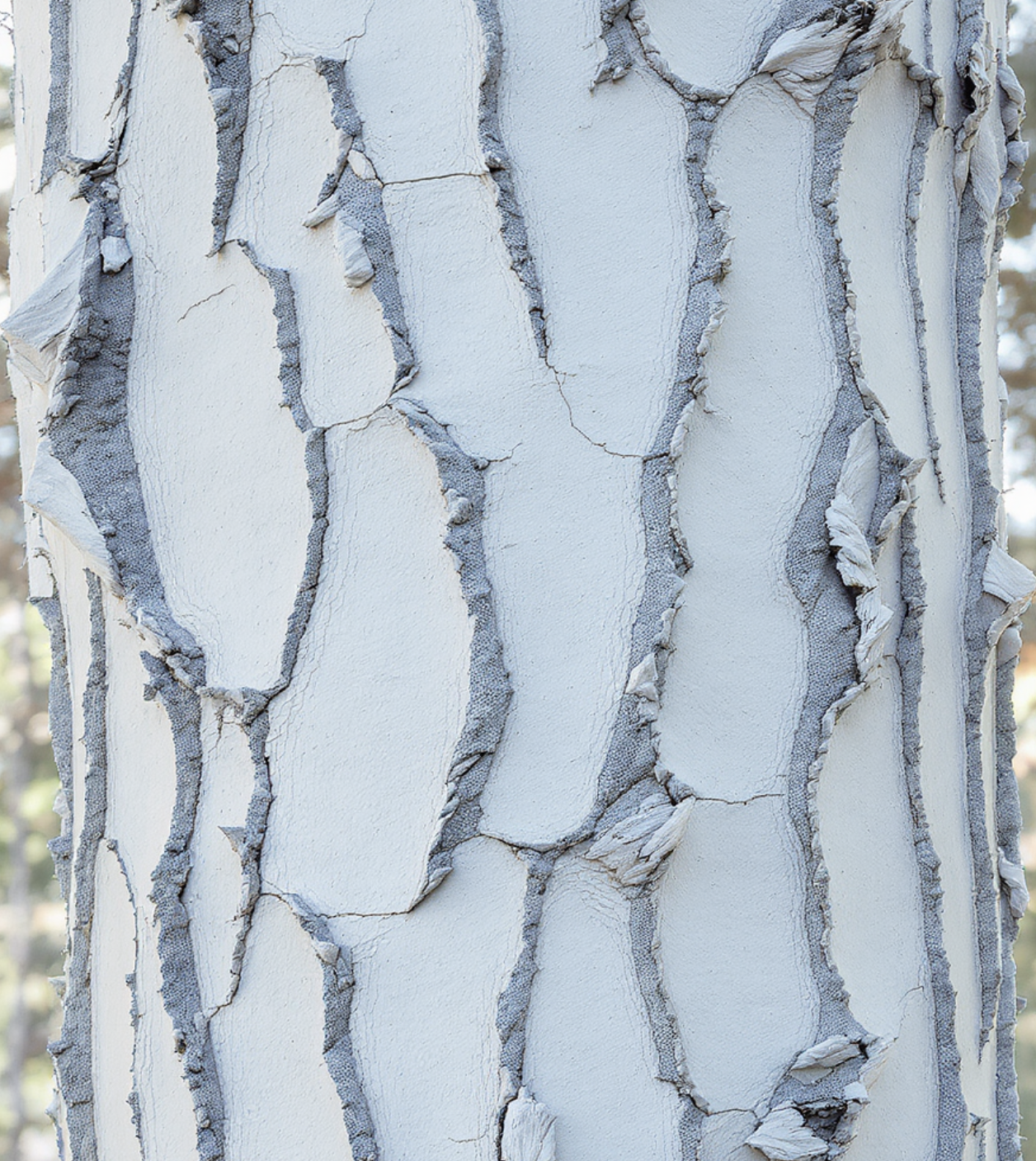 배롱나무 키우기, 실패하지 않는 5가지 핵심 비결