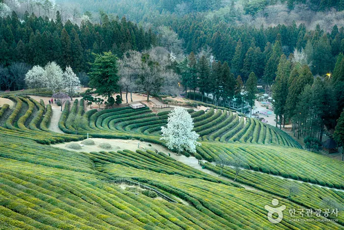 보성 녹차밭 전경 이미지