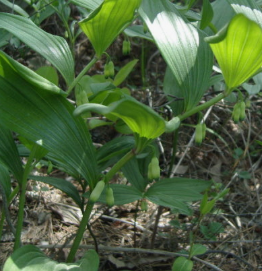 명이나물 효능 부작용 고르는법 영양성분 먹는법