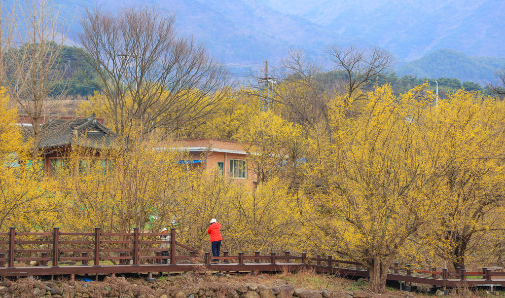 구례산수유축제 일정, 서울에서 당일치기 가능! 2025년