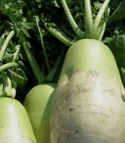 김장 담그기 좋은 배추 좋은 무 고르는방법