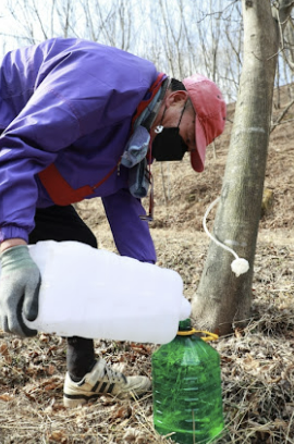 고로쇠물 효능 먹는 방법 보관 방법 총정리!