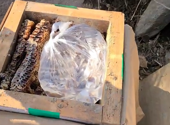 "먹이가 부족할 때, 초보자도 실패 없는 비닐봉지 급수법"