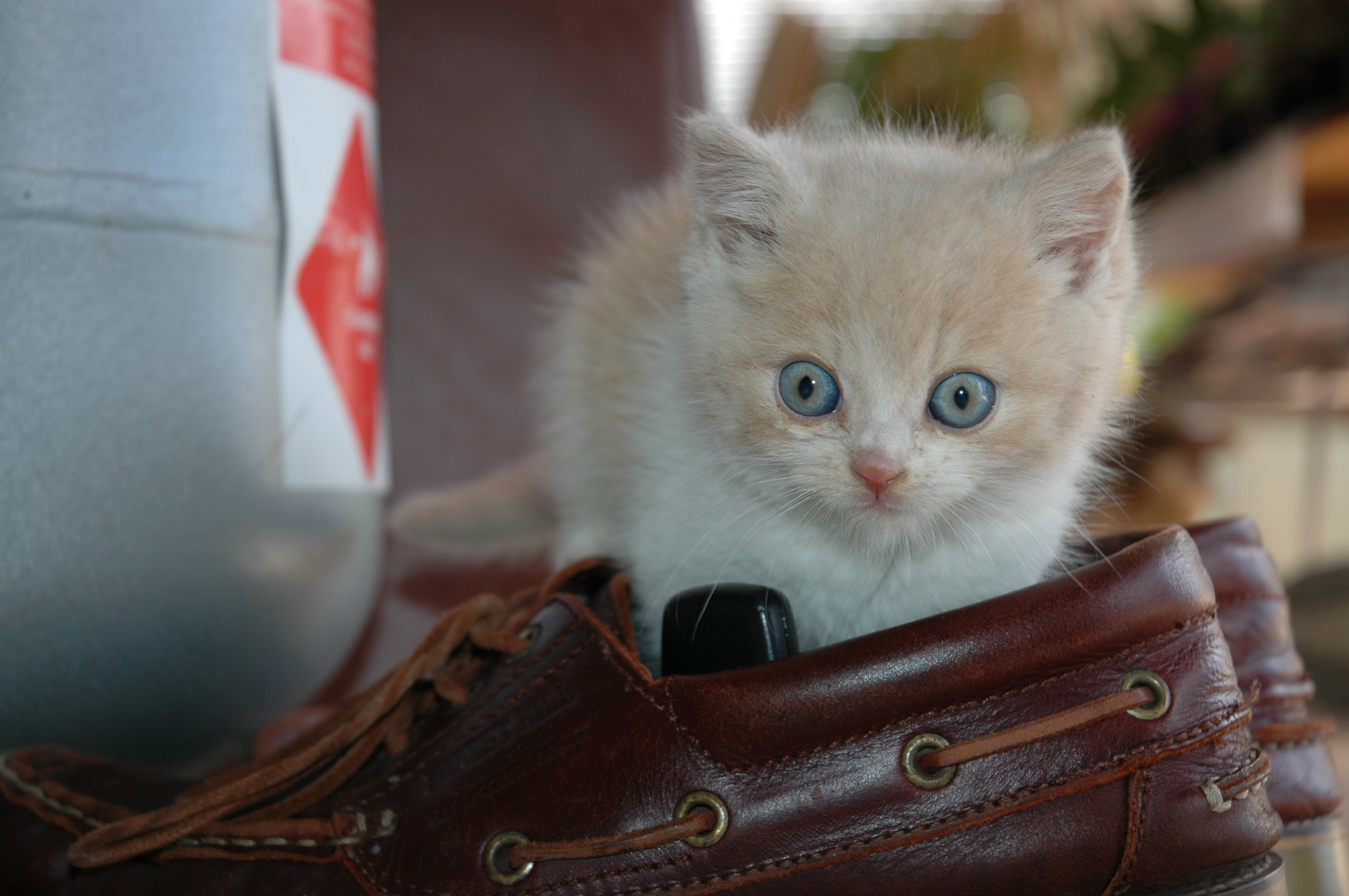 고양이와 이사 관련 사진