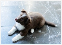 강아지 기르는 방법