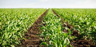 공익직불금 신청 자격