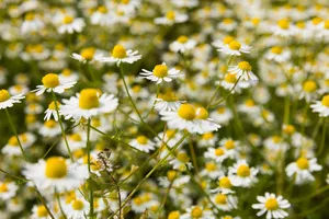 염증에-좋은-차