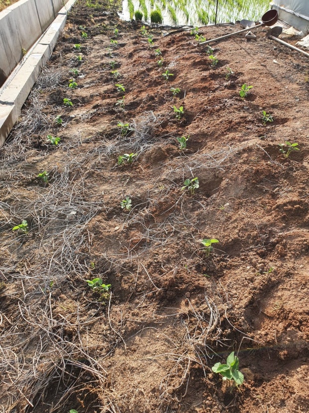 파종 간격과 씨앗 심는 깊이