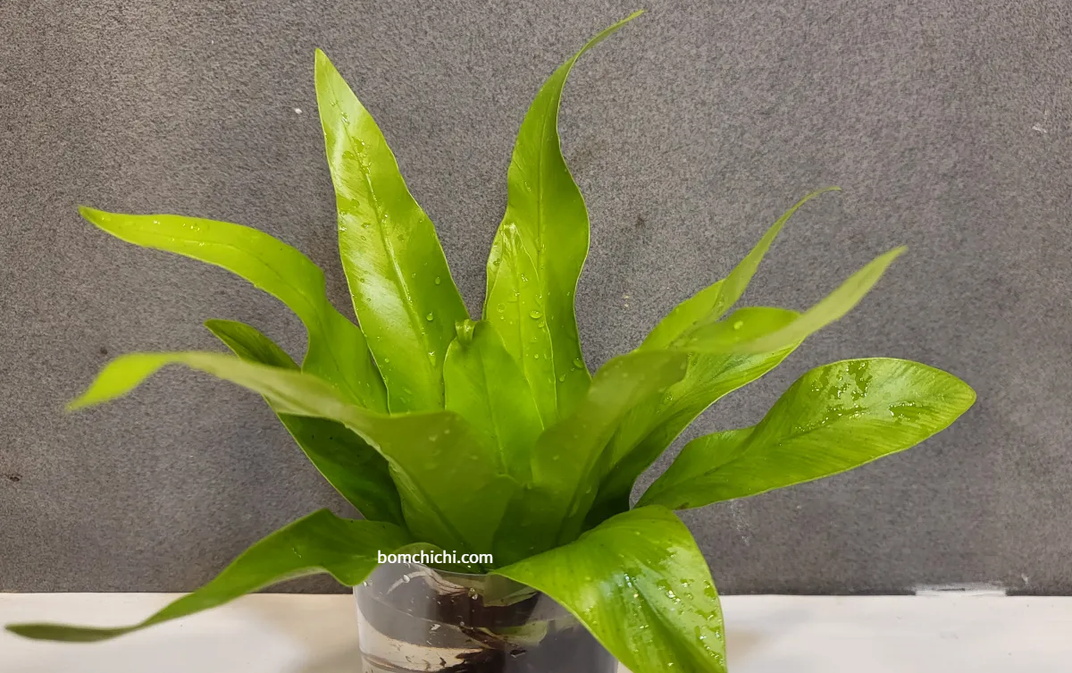 자른 페트병에 담긴 아비스고사리 사진