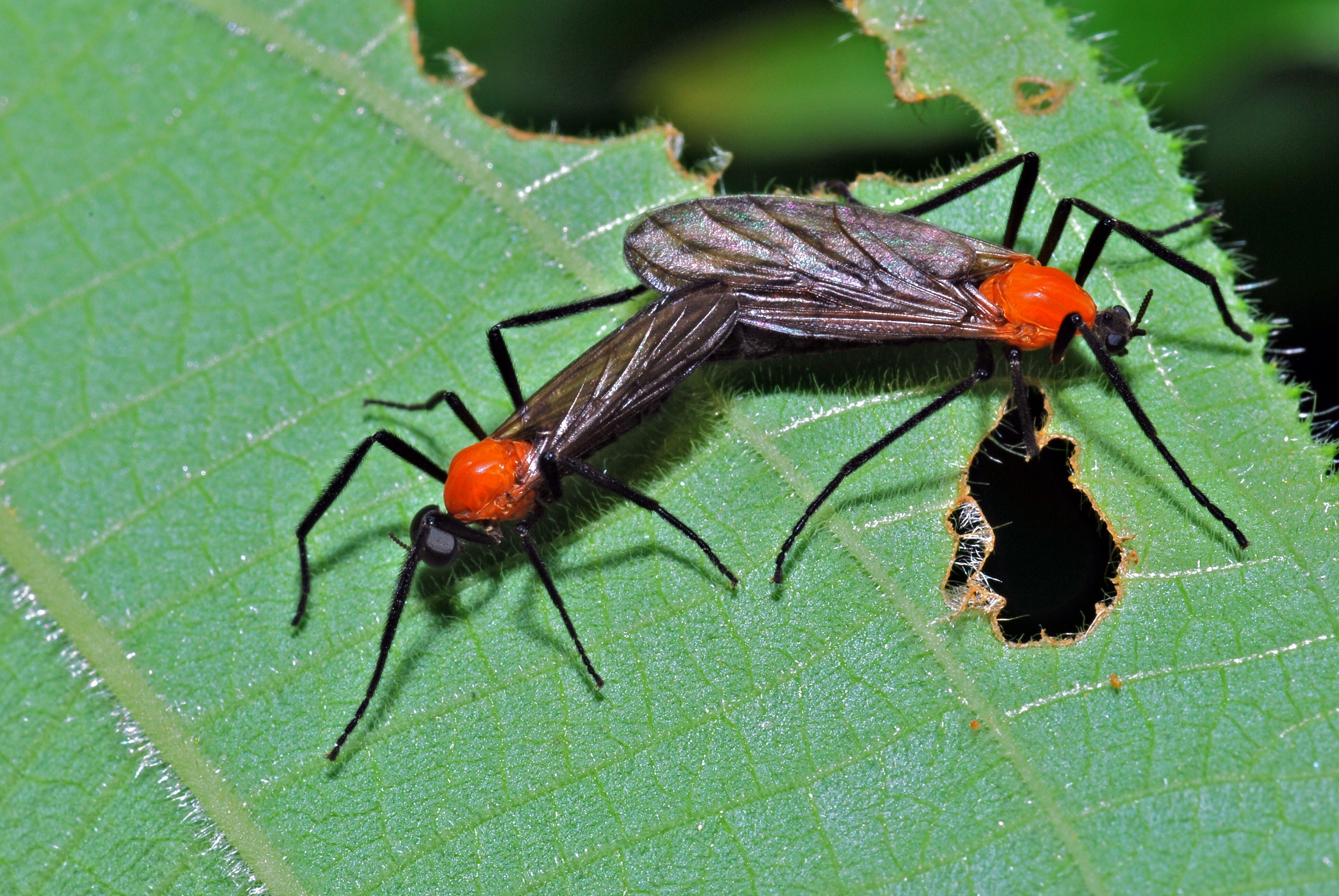 &copy; Lovebugs Photo by Bernad DUPONT, Wikipedia