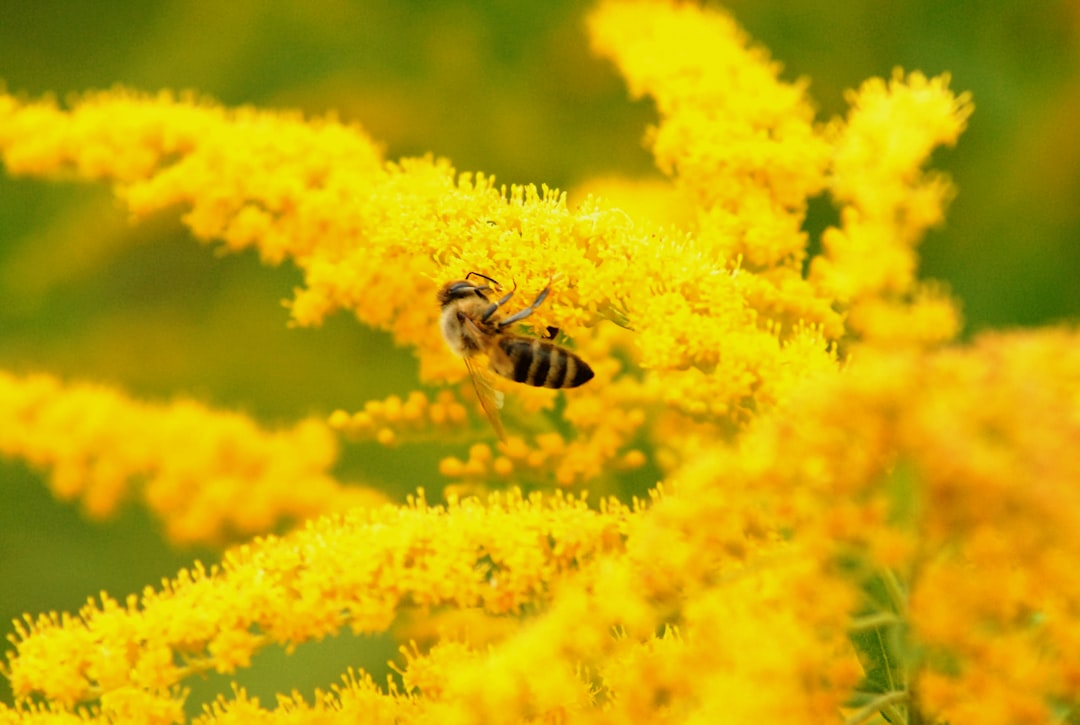 Allergy