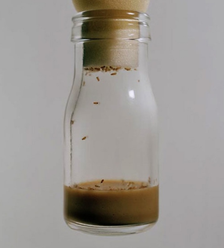 병에-든-초파리