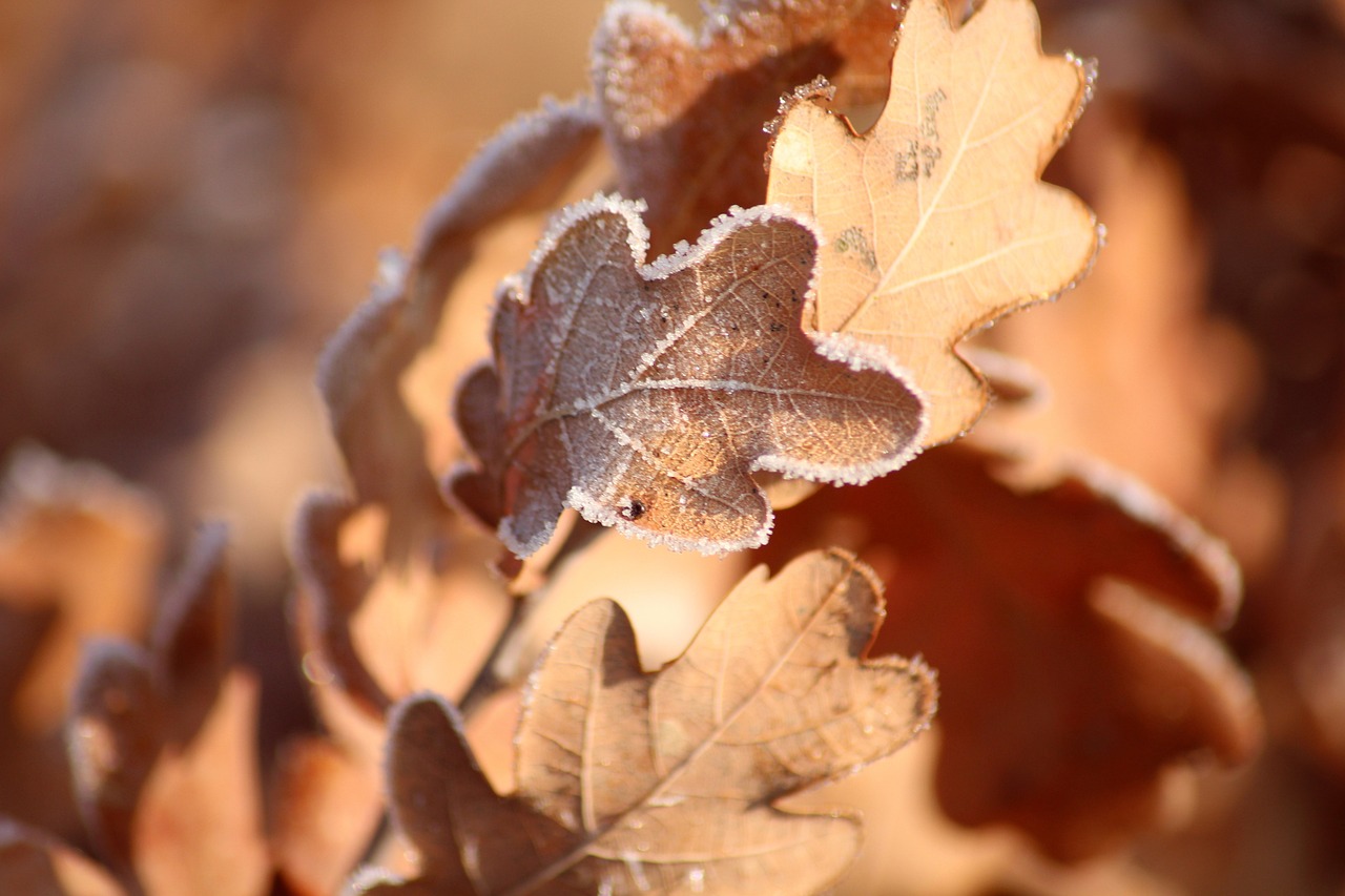 비염에 좋은 영양제