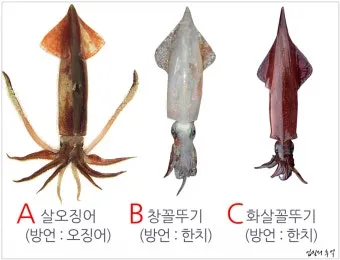한치 오징어 차이 비교 생김새 맛 식감 완벽 분석_2
