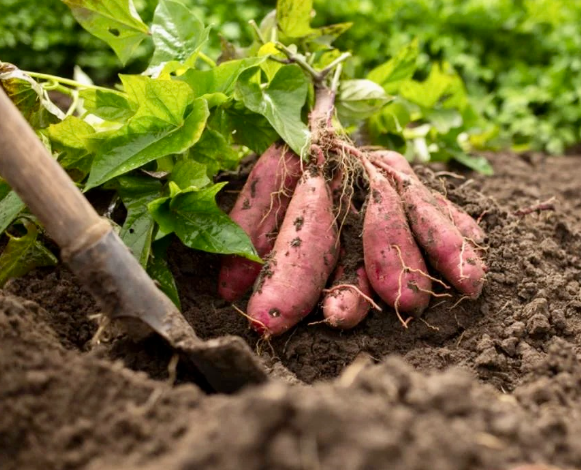 양평 임실 치즈마을