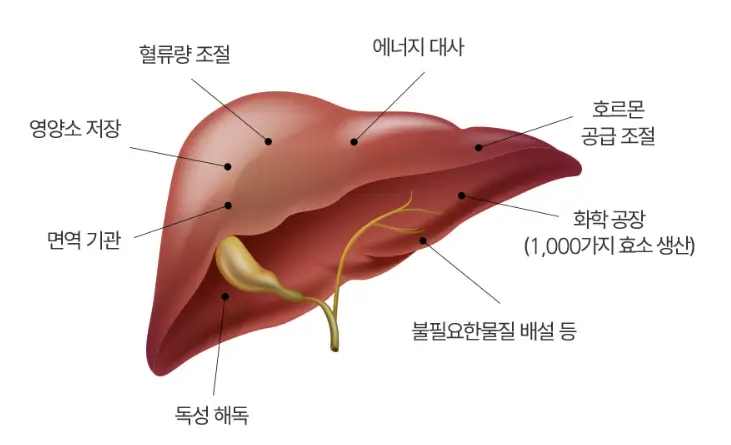 파란통 다이어트 간건강