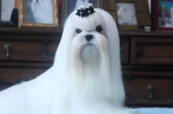 말티즈 성격 분양 가격 수명 장점 단점_3