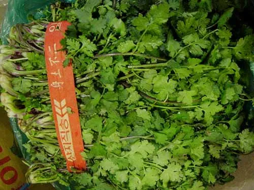 고수 나물 요리 재배 먹는법 무침 김치 만드는 법_8