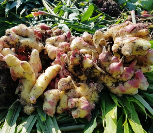 6시내고향-완주-생강청-