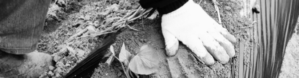 고구마 수확시기: 고구마 재배방법