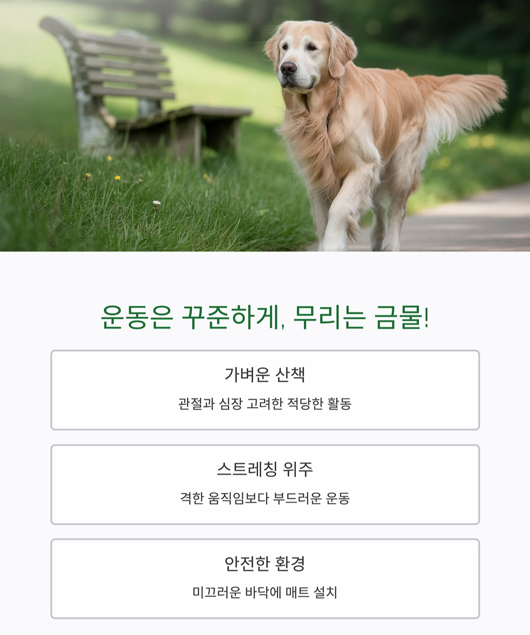 시니어 반려동물과 건강하게 오래 함께하는 방법