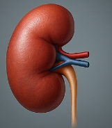 콩팥이 안좋으면 나타나는 증상