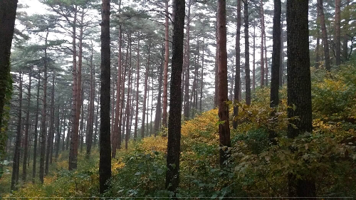 반복된 일상 숲캉스로 치유