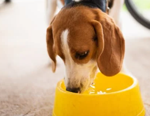 강아지가 혈뇨를? 방광염과 결석 원인&amp;#44; 증상&amp;#44; 예방법 총정리