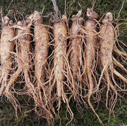 홍삼 효능 부작용