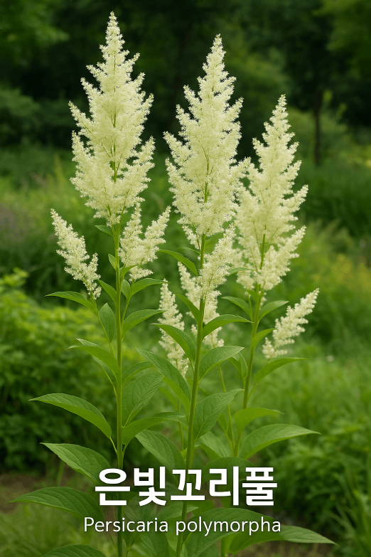 은빛꼬리풀의 사계절 활용법