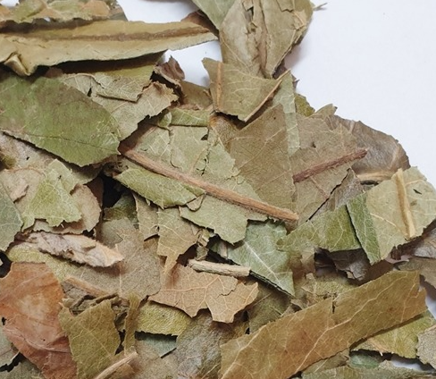 비파잎의 효능과 활용법 총정리