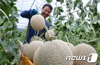 멜론 재배 수정 관리 당도 올리기 비가림 요령_12