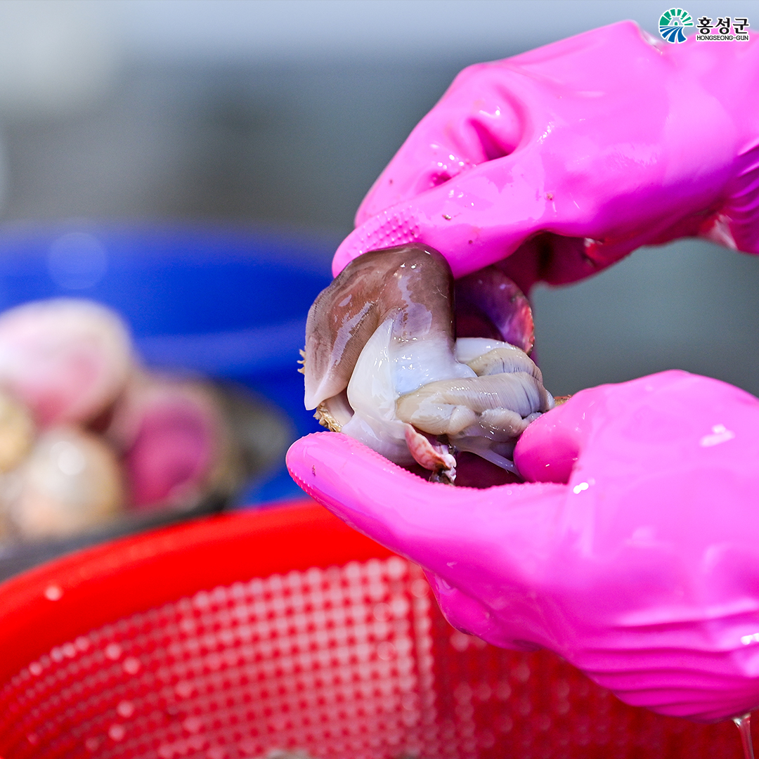  홍성남당함 새조개 축제 구매 방법