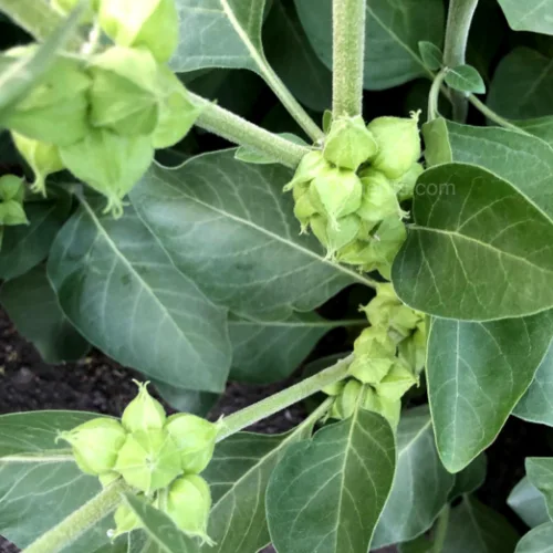 아슈와간다 잎과 열매