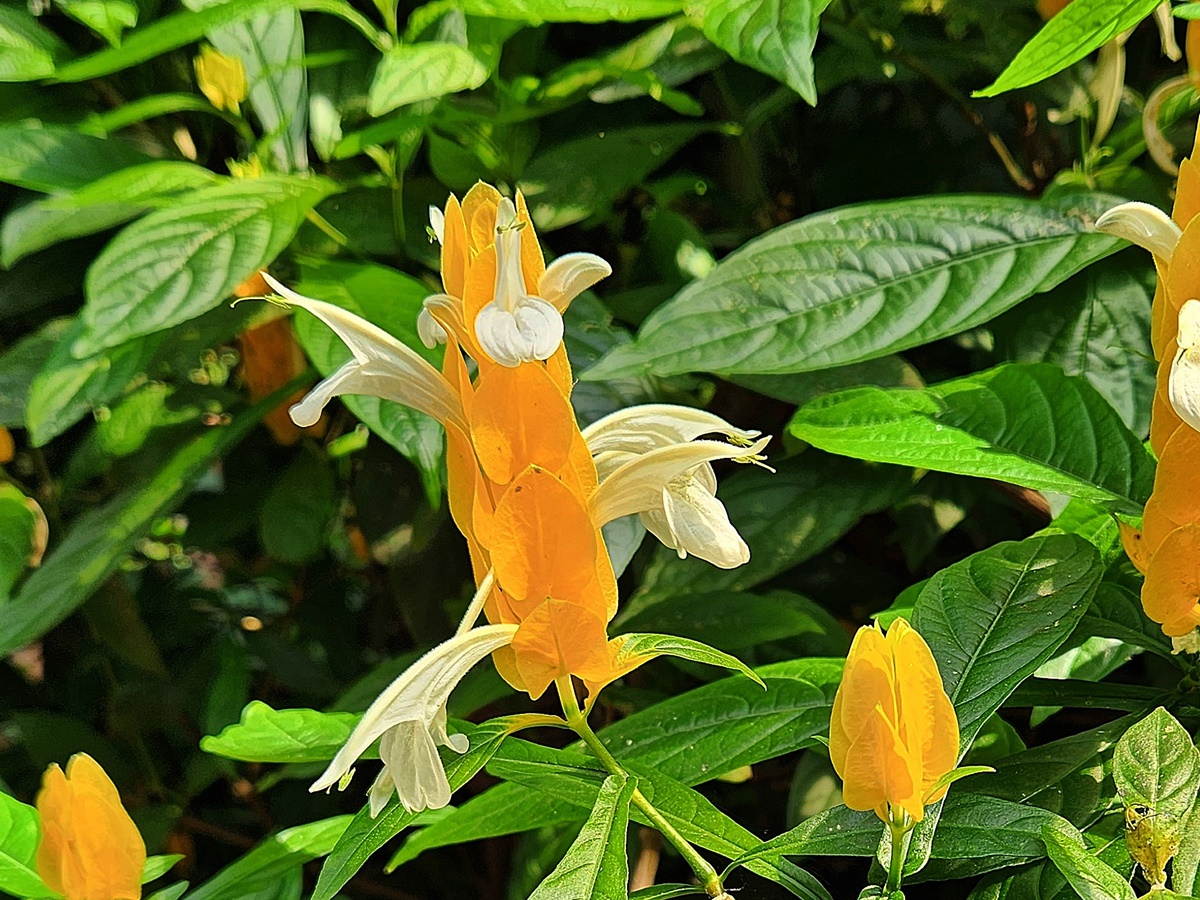 노랑새우풀(황금새우초)