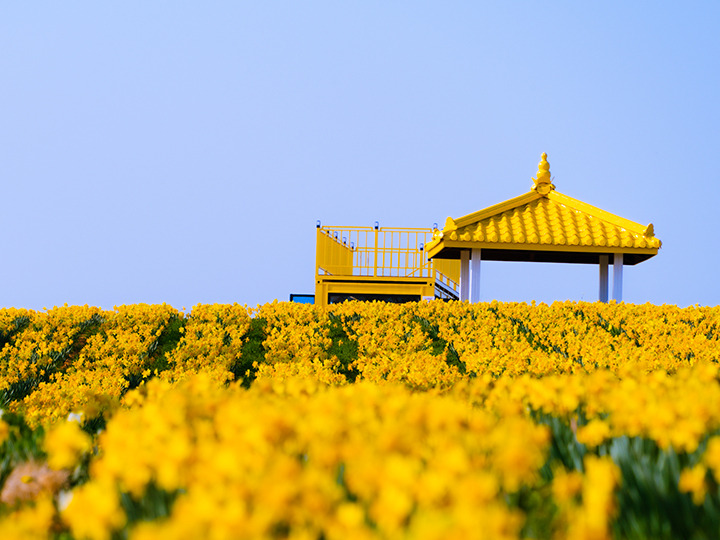 신안 선도 수선화축제 일정 주차 프로그램 총정리