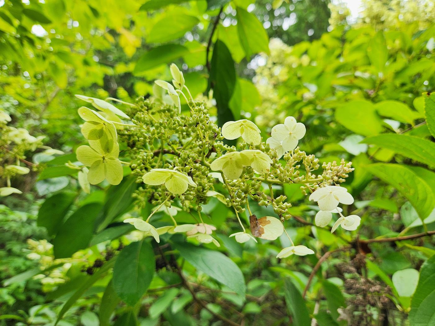 수국 레드엠페러