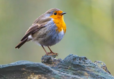 새꿈 상황별 해몽